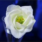 Eustoma im Blau