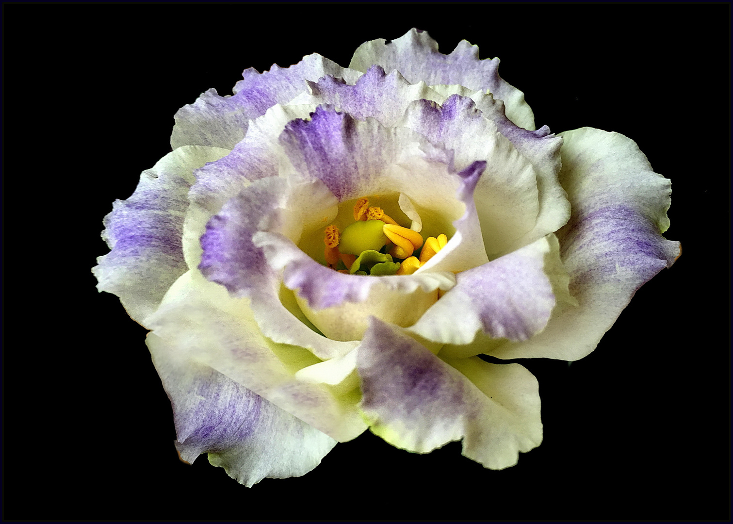 Eustoma - Lisianthus