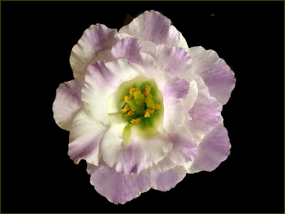  Eustoma Lisianthus Blüte