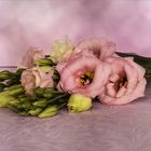 Eustoma - Lisianthus - Japan Rose.....