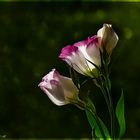 EUSTOMA   ***   PRÄRIEROSE