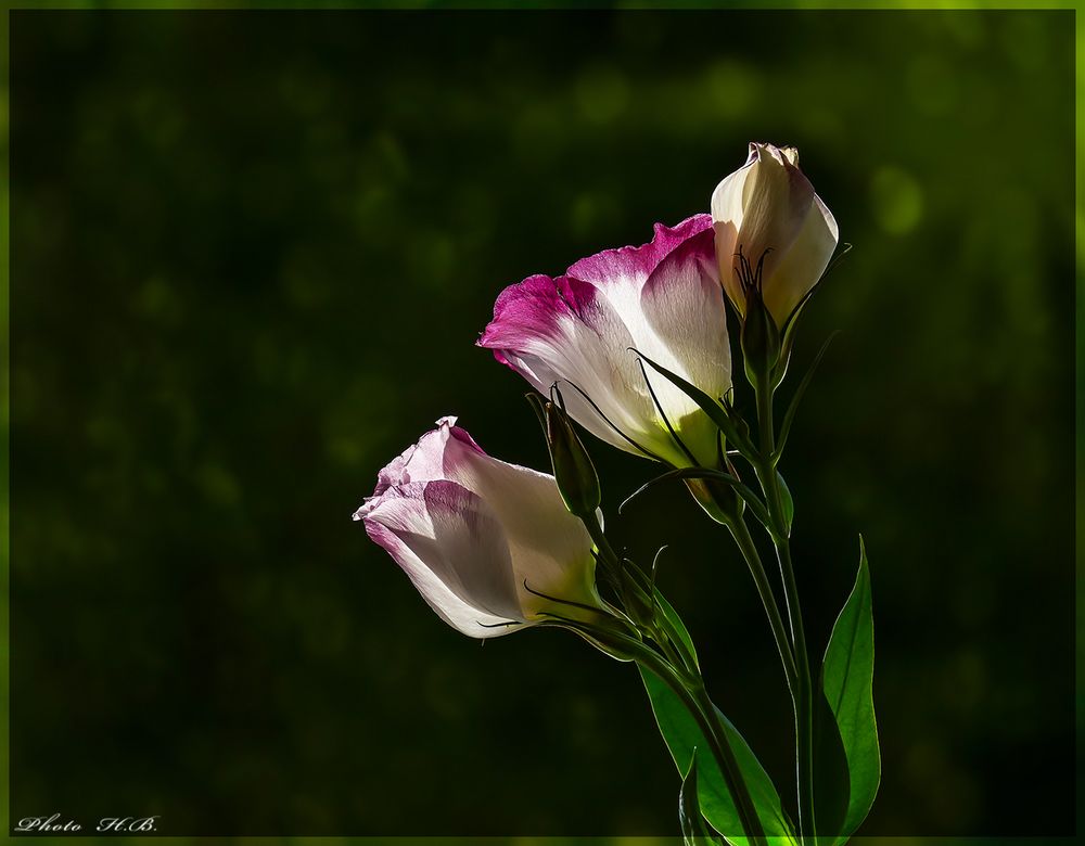 EUSTOMA   ***   PRÄRIEROSE