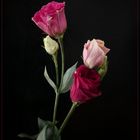 Eustoma Rot