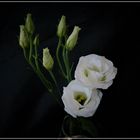 Eustoma weiß 