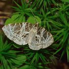 Eustroma reticulata, Netzspanner