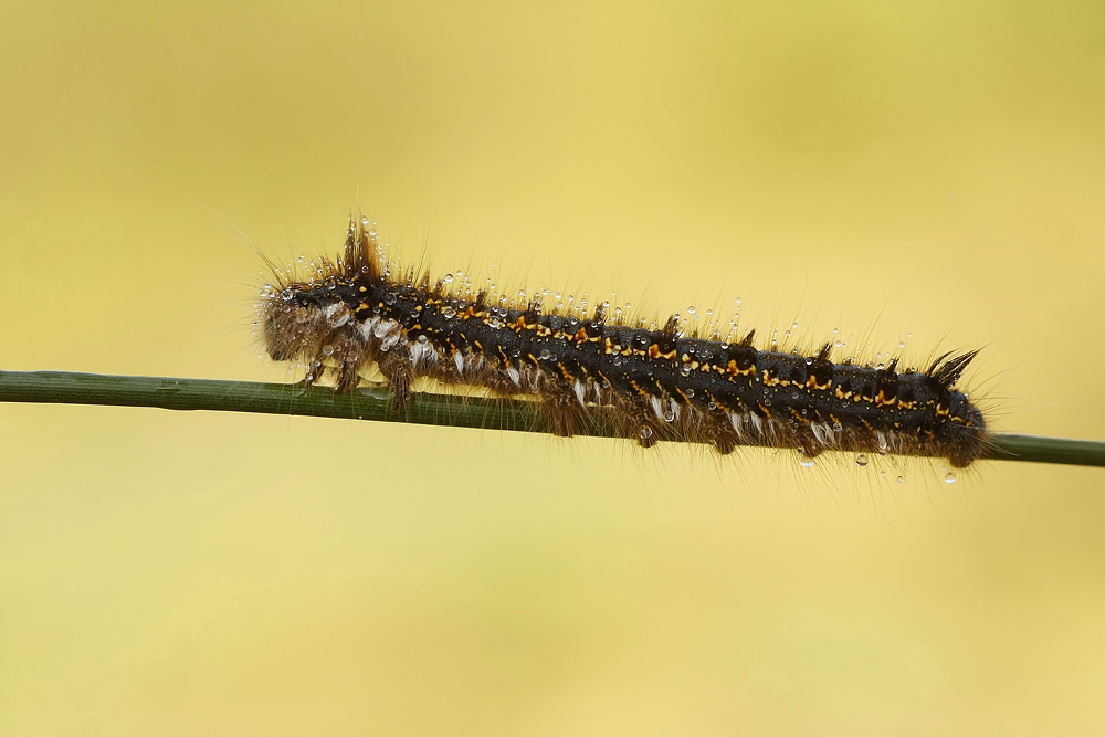 " Euthrix potatoria "