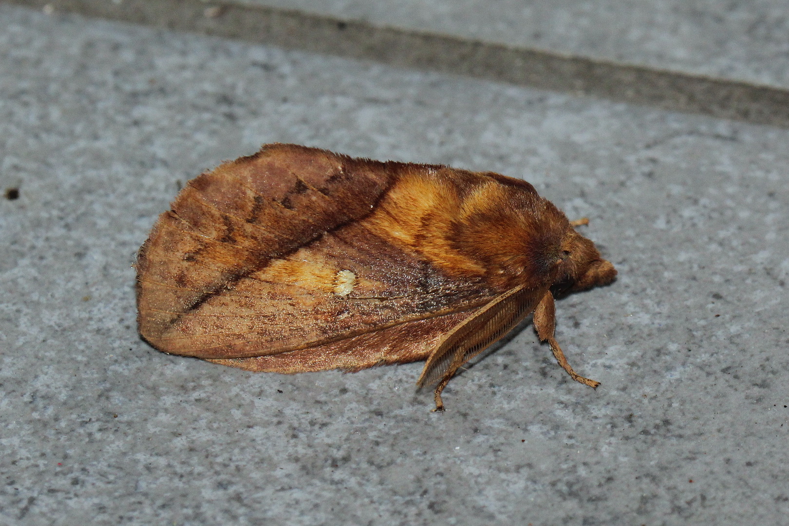 Euthrix potatoria