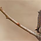 Euthrix potatoria - Grasglucke