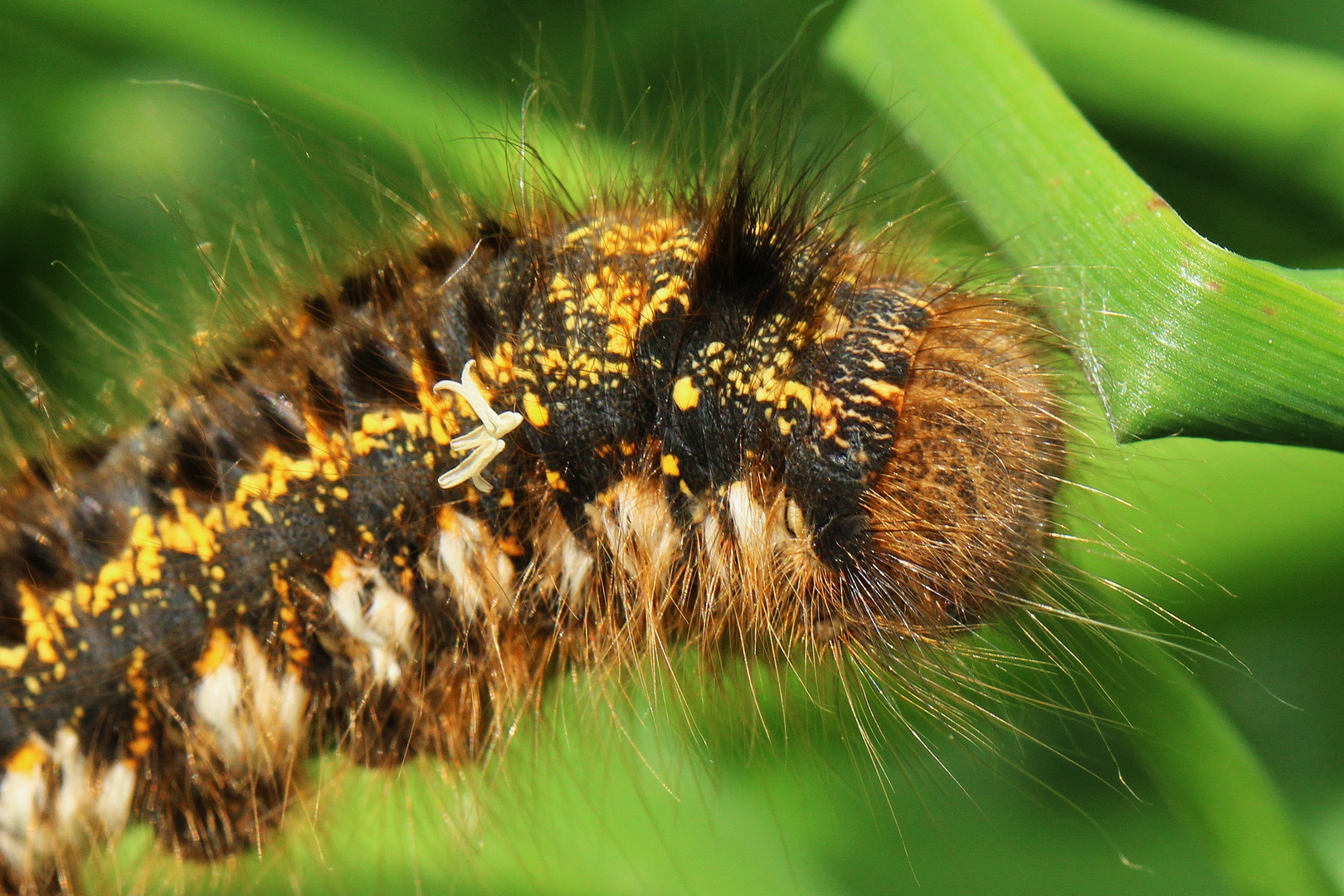 Euthrix potatoria (II)