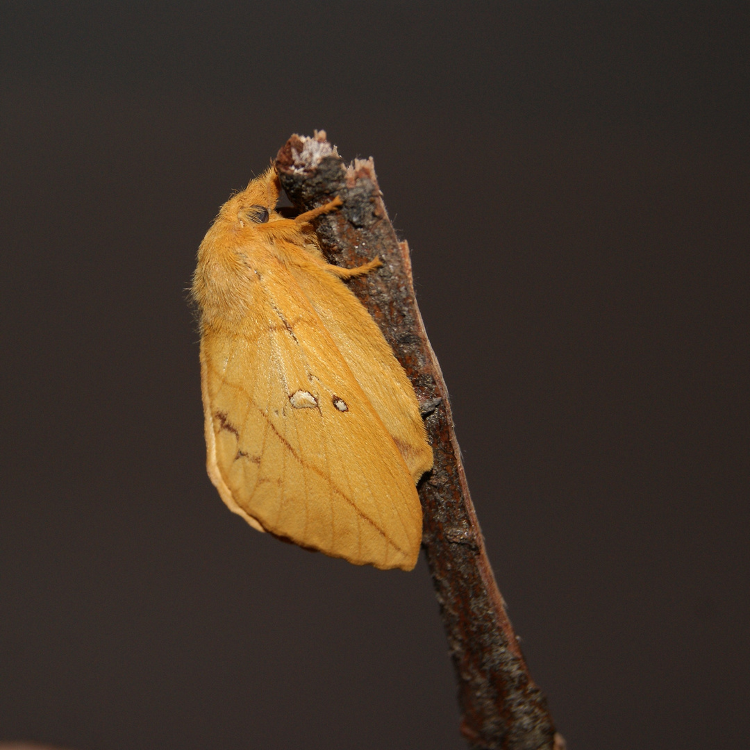 Euthrix potatoria -Trinkerin-