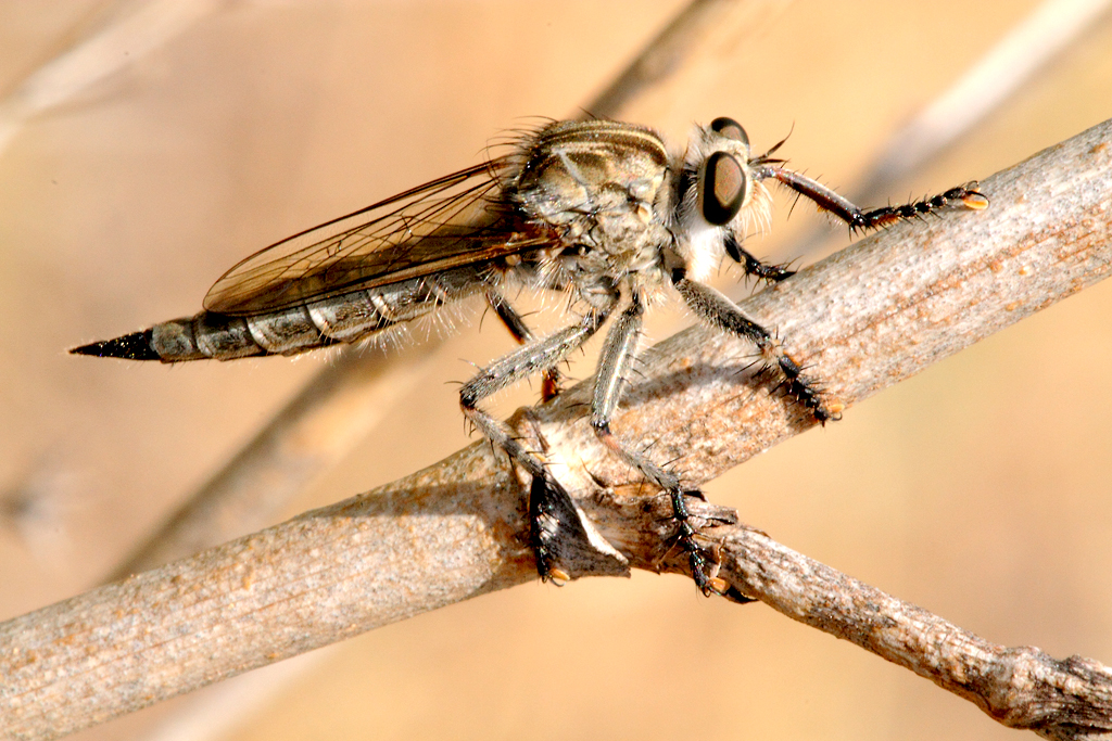 Eutolmus rufibarbis