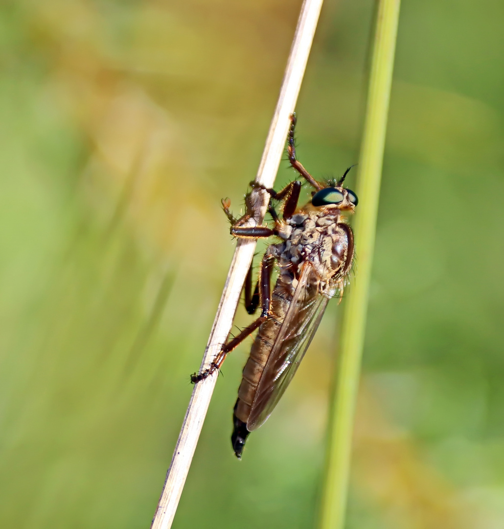 Eutolmus rufibarbis,Barbarossa-Fliege