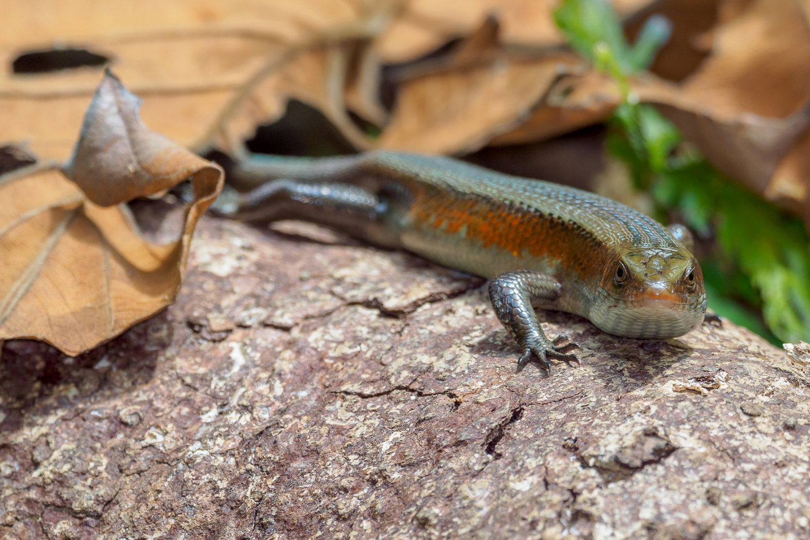 Eutropis multifasciata