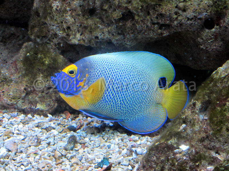 Euxiphipops xanthometapon - Pesce angelo dalla faccia blu