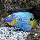 Euxiphipops xanthometapon - Pesce angelo dalla faccia blu