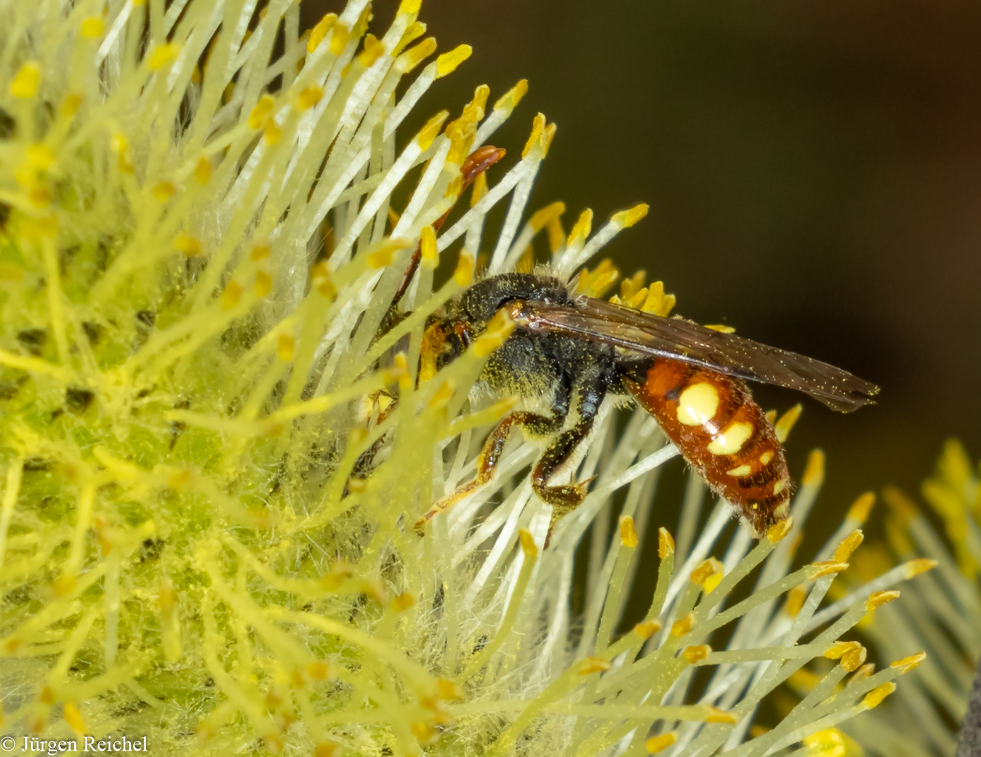 ev. Weißfleckige Wespenbiene ( Nomada alboguttata )