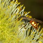 ev. Weißfleckige Wespenbiene ( Nomada alboguttata )