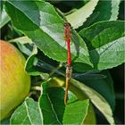 Eva, Adam und der Apfel . . .