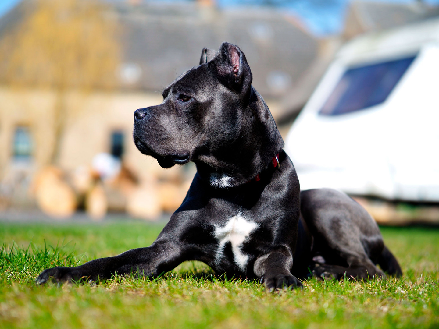 Evan - Unser Cane Corso Zugang