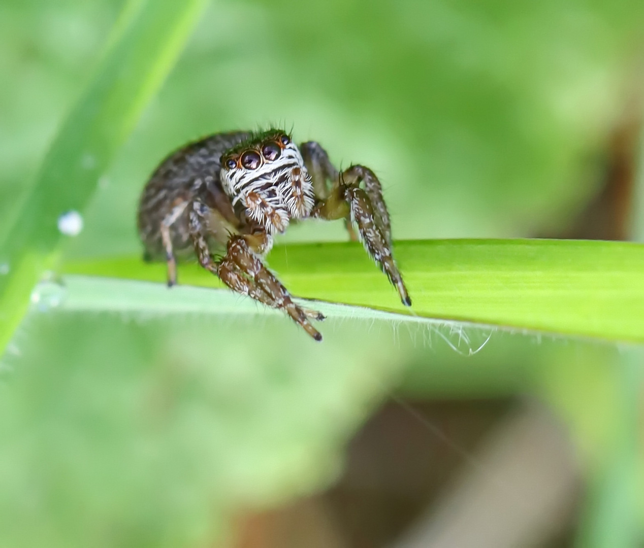 Evarcha arcuata