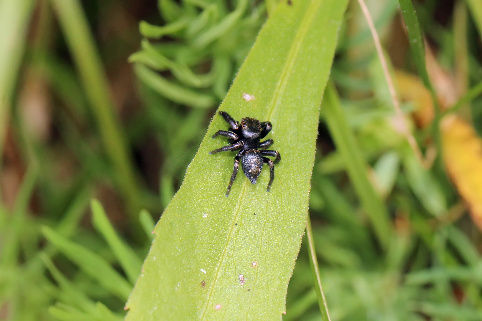 Evarcha arcuata