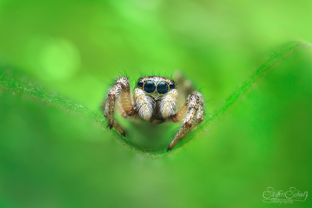 Evarcha arcuata