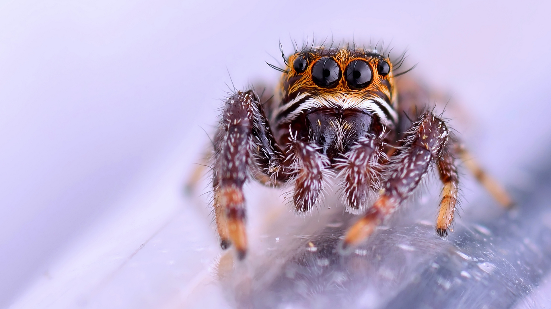 Evarcha arcuata juvenile male