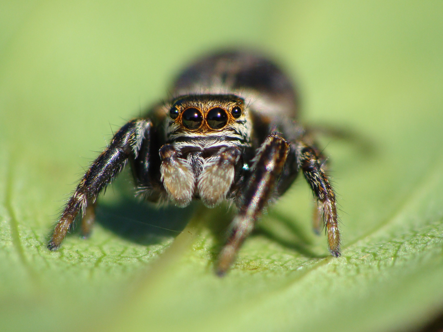 Evarcha arcuata - Männchen