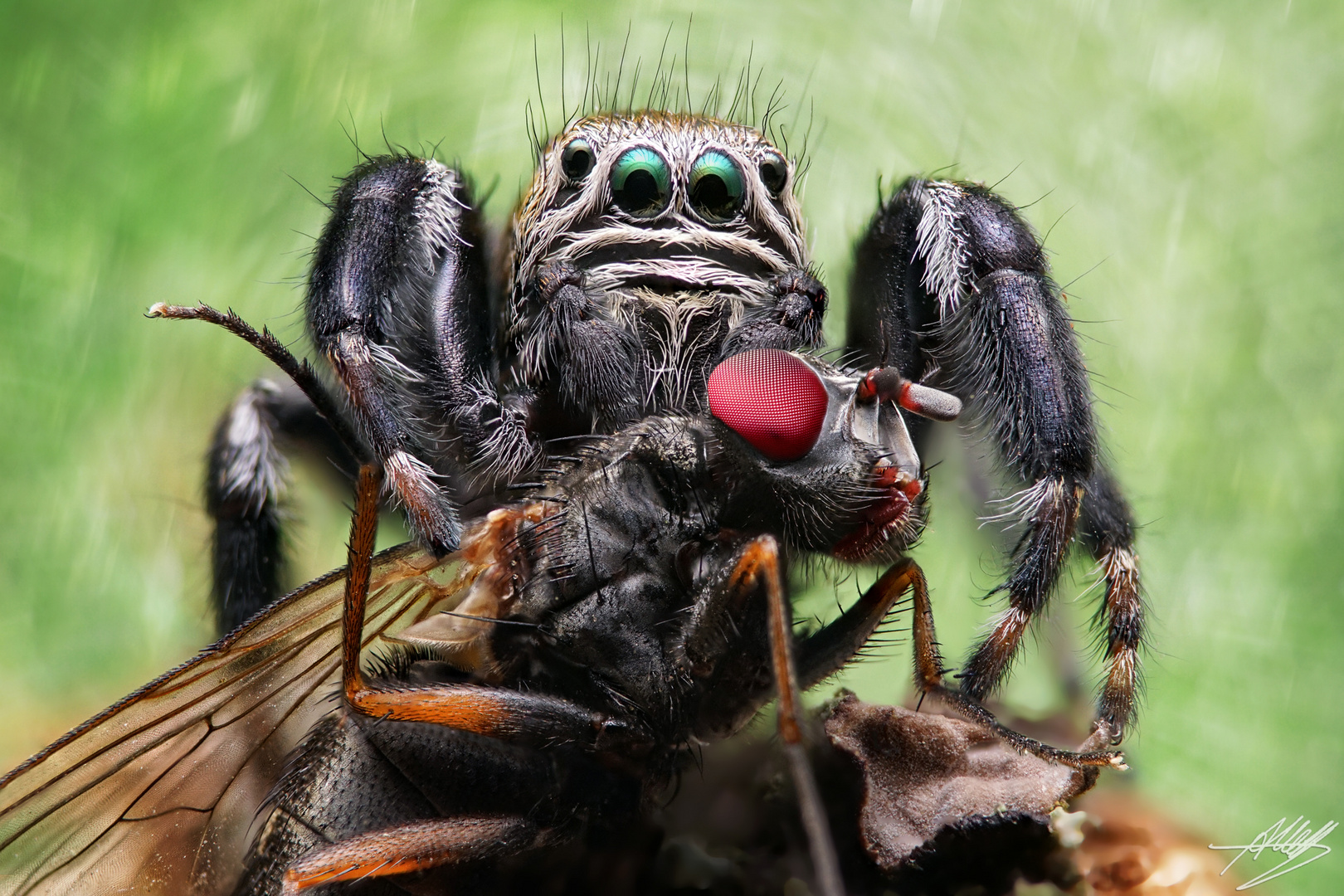 Evarcha arcuata Männchen mit Beute