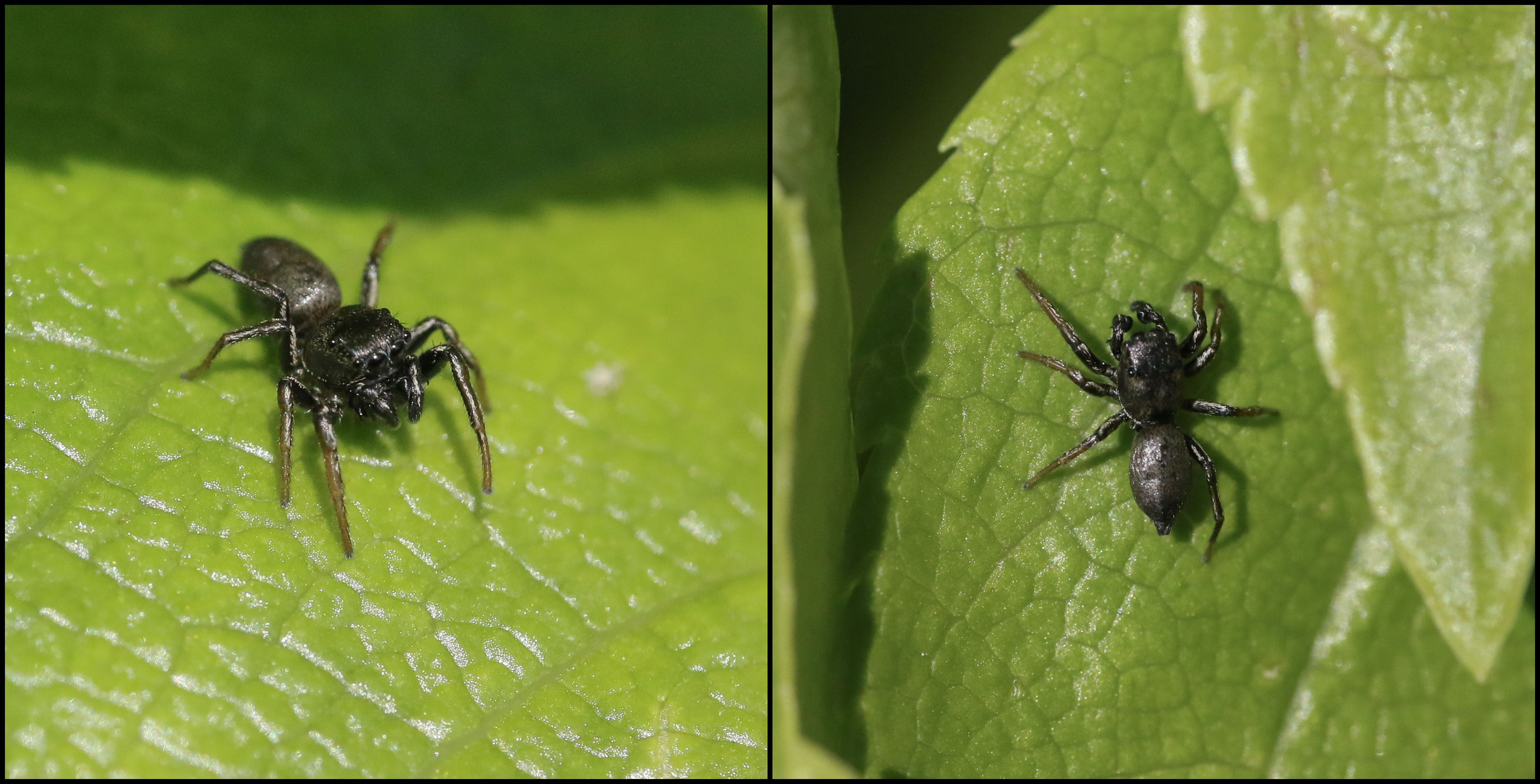 Evarcha arcuata - Schwarze Springspinne