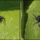 Evarcha arcuata - Schwarze Springspinne