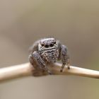 Evarcha arcuata - Springspinne