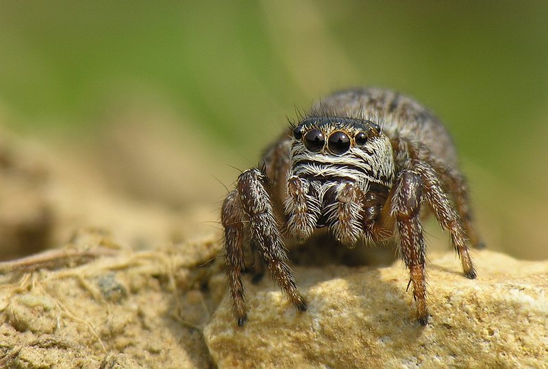 Evarcha arcuata, Weibchen