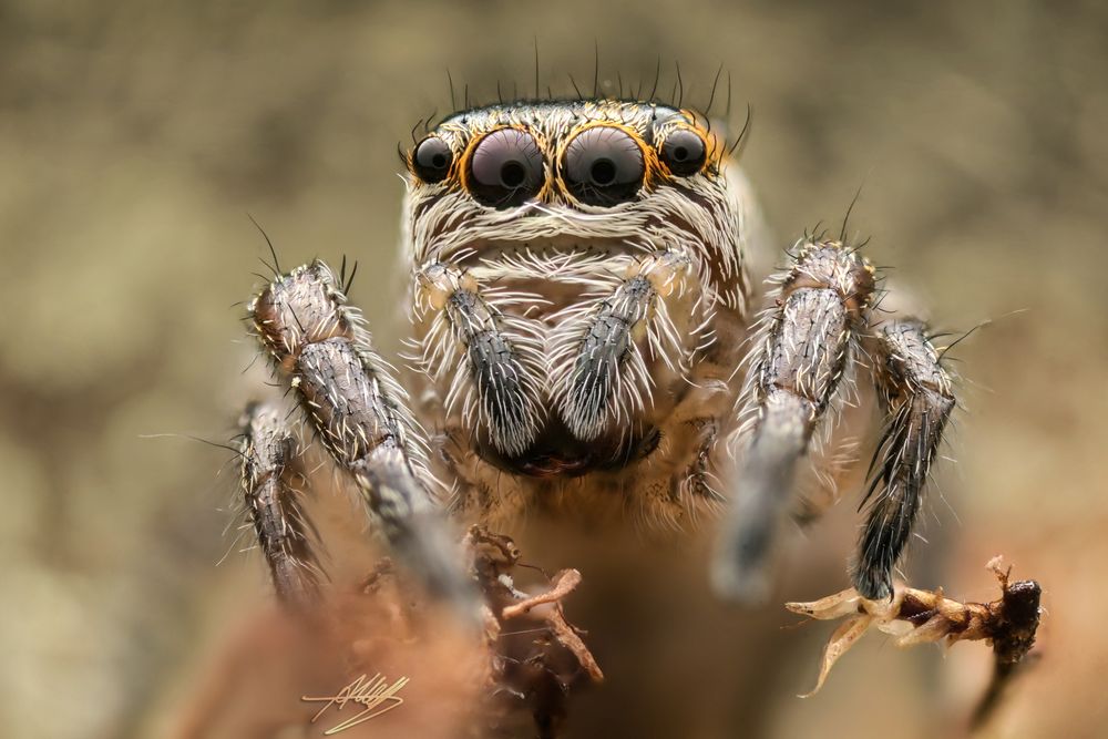 Evarcha arcuata Weibchen