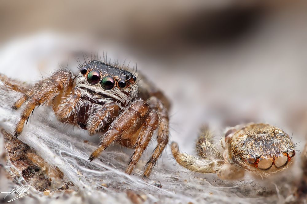 Evarcha arcuata Weibchen mit Marpissa muscosa Haut