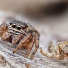 Evarcha arcuata Weibchen mit Marpissa muscosa Haut