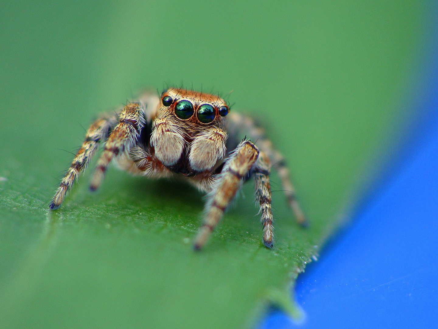 Evarcha falcata