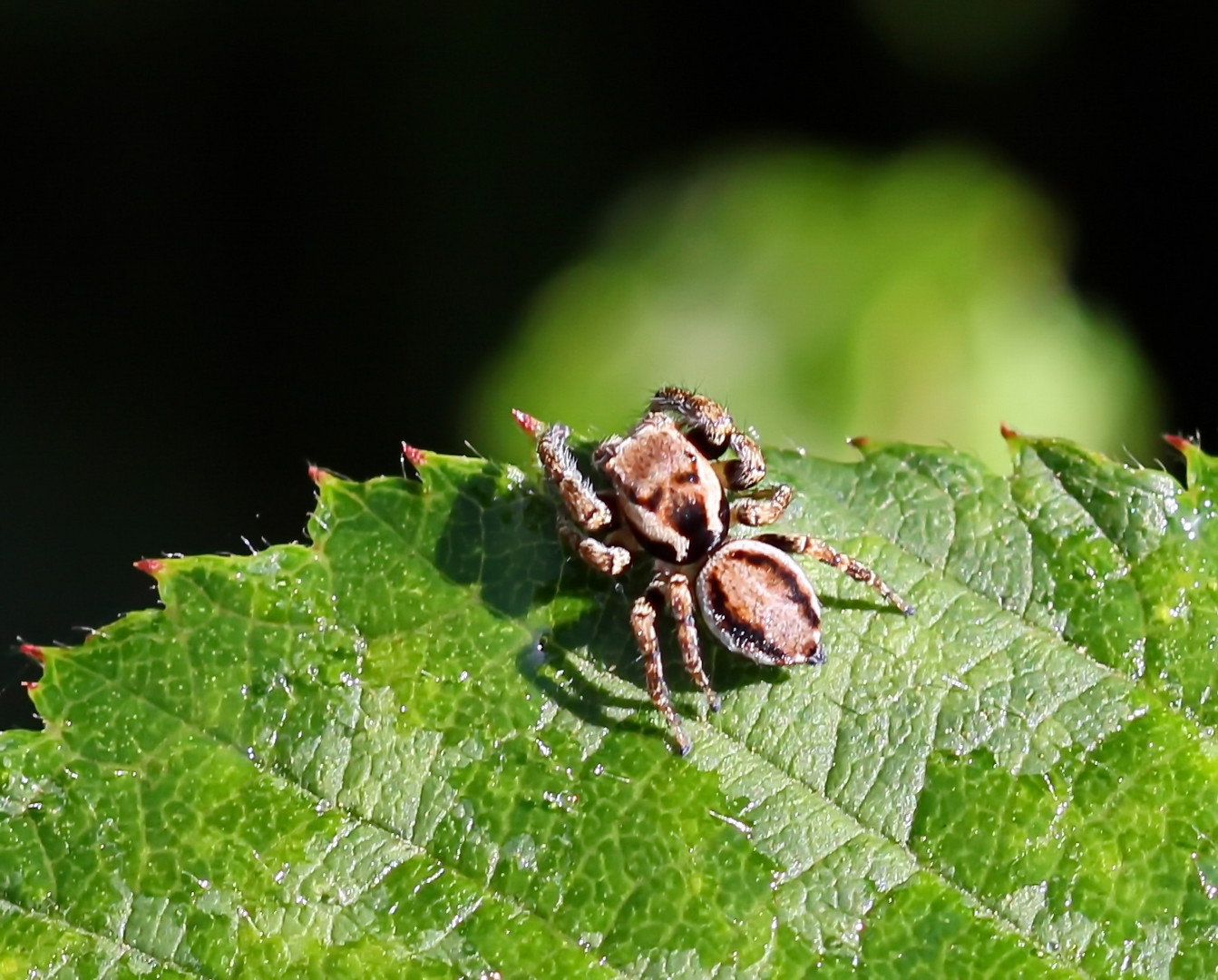 Evarcha falcata