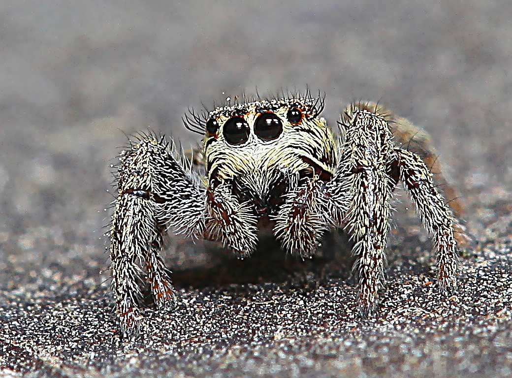 Evarcha falcata, Braune Springspinne