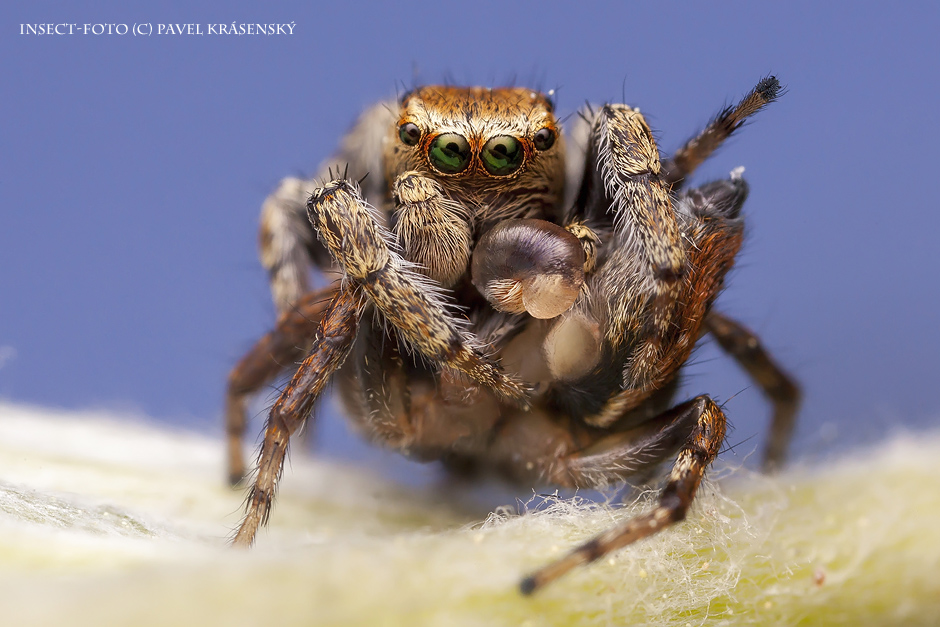 Evarcha falcata mating