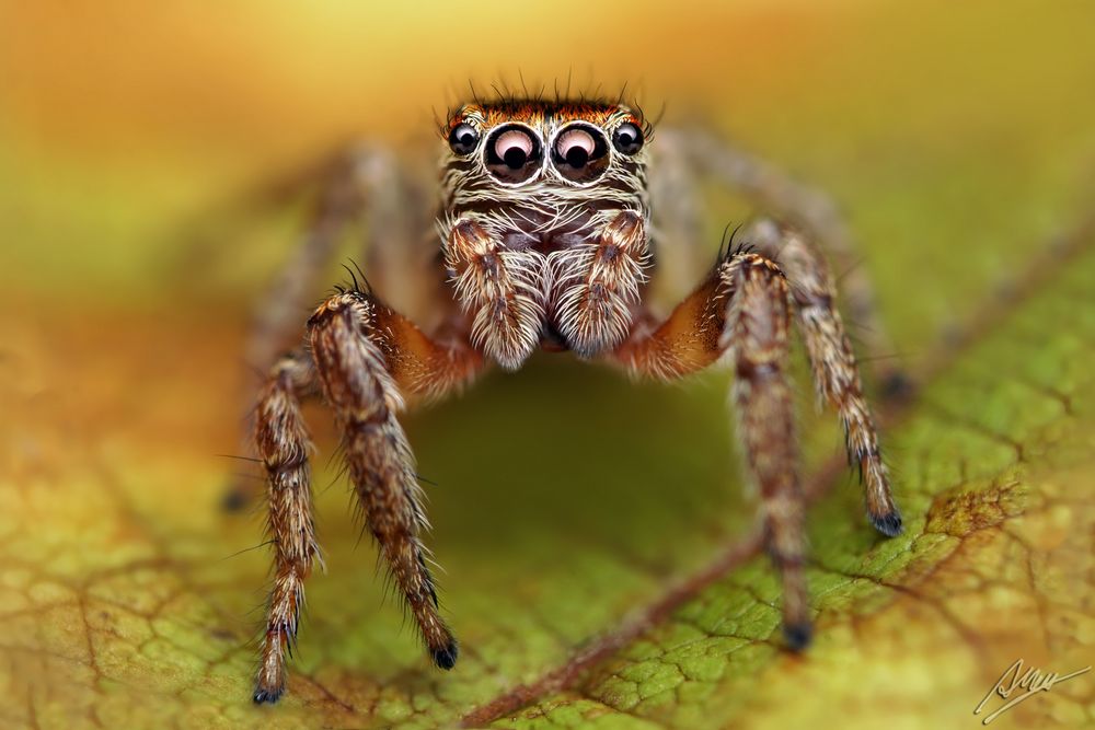 Evarcha falcata Weibchen Foto & Bild tiere, wildlife, spinnen Bilder