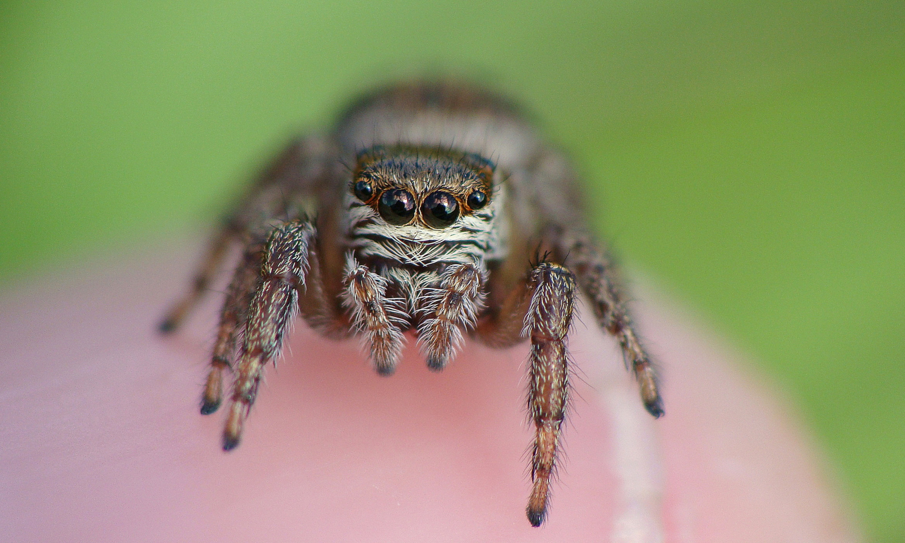 Evarcha sp. - Weibchen