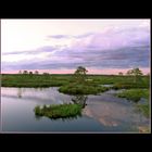 Eve in the Bog