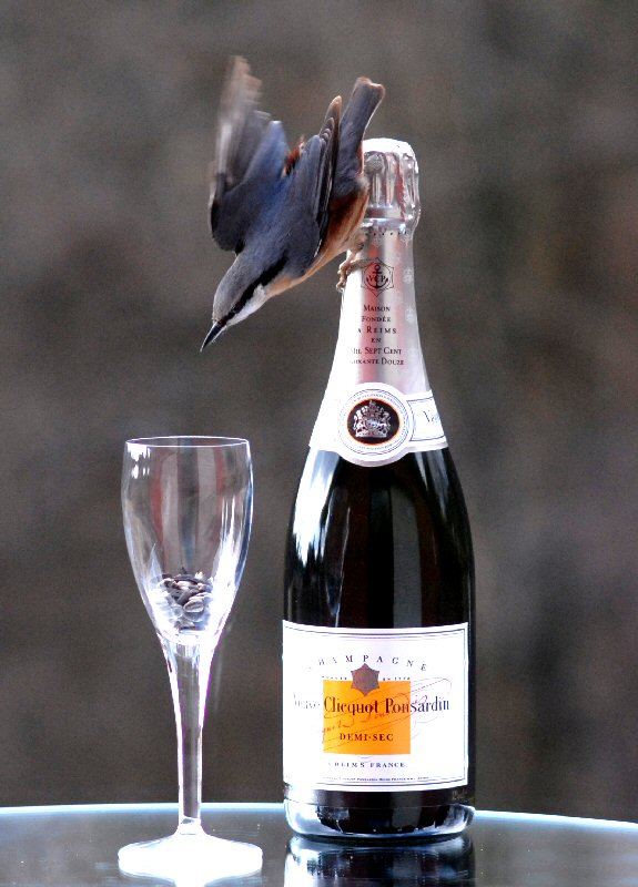even Birds like real Champagne