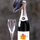 even Birds like real Champagne