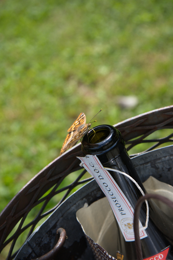 Even butterfly likes Prosecco