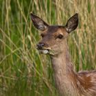 Even Grass Chewing Stops