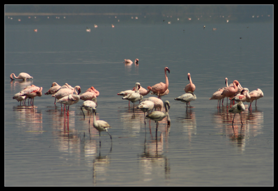 ... even more flamingoes ...