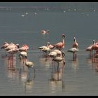 ... even more flamingoes ...