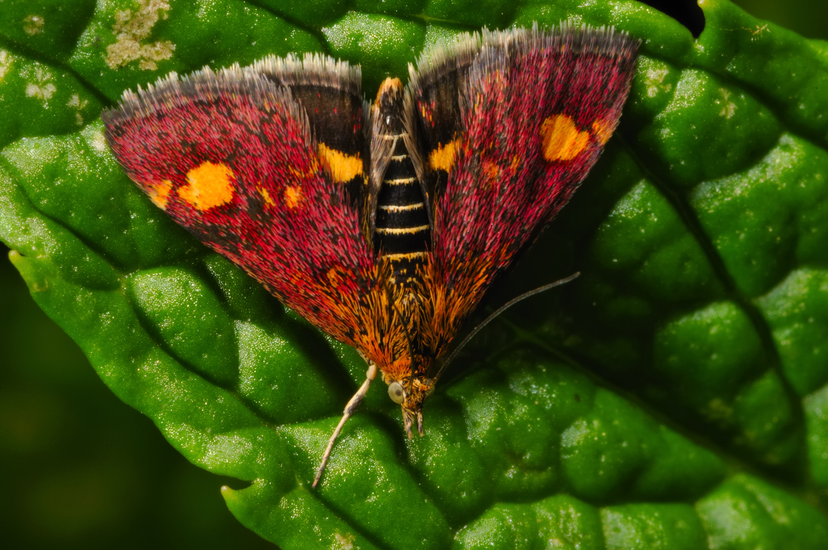 Even moths can be beautiful!